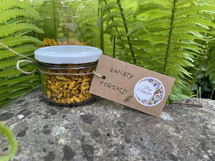 kwiaty forsycji suszone