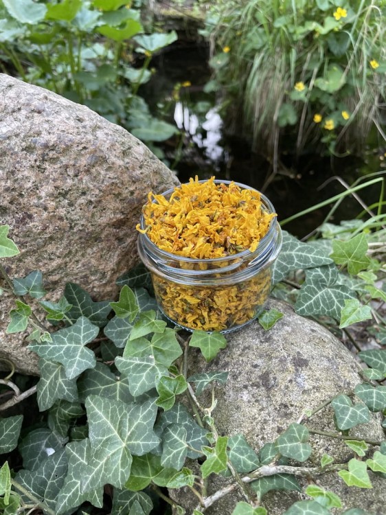 kwiaty forsycji suszone