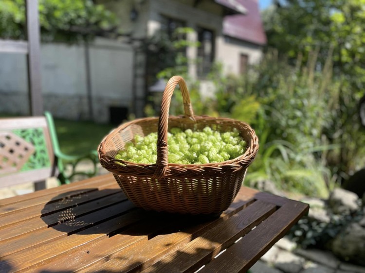 Jakie właściwości posiada chmiel?