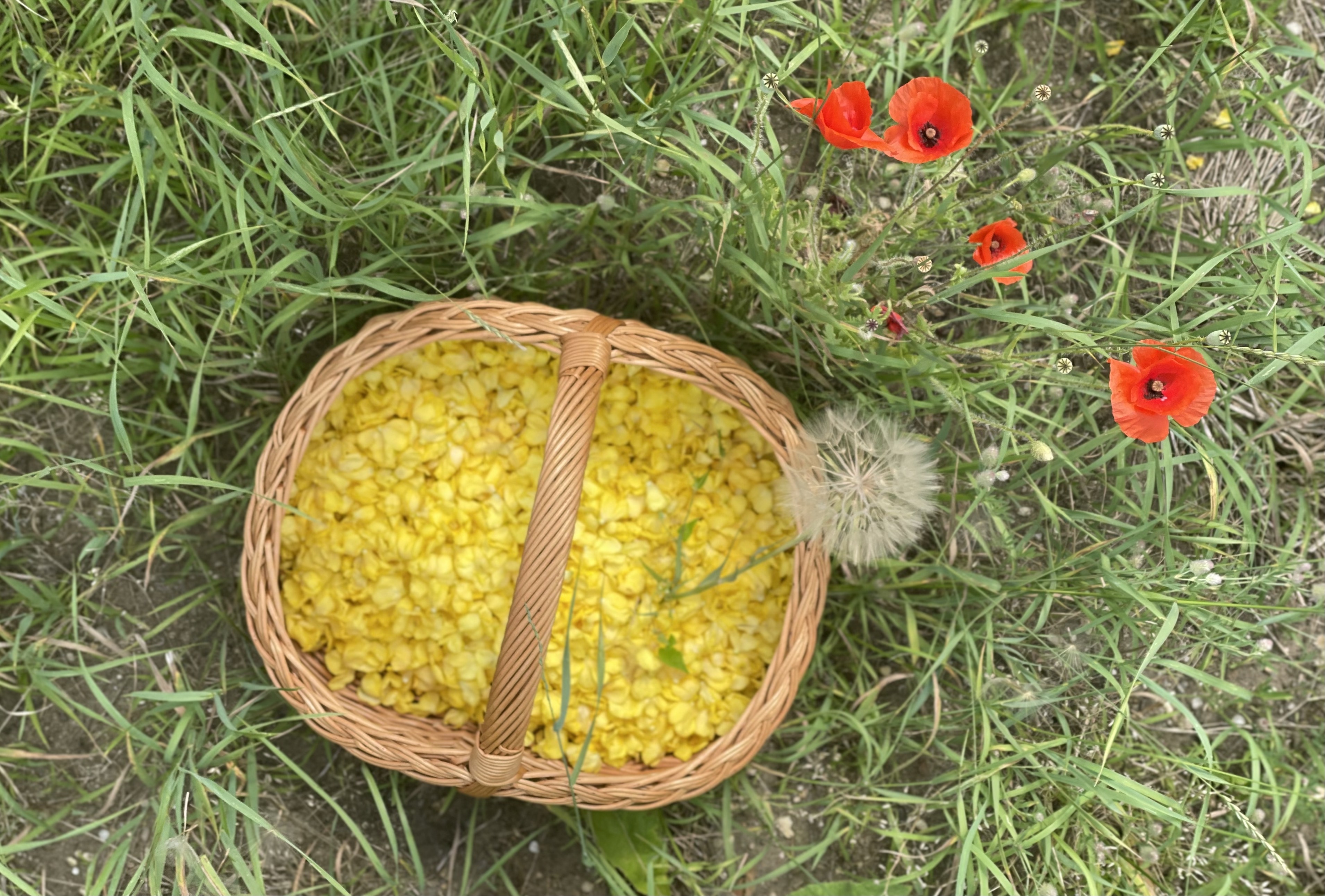 dziewanna