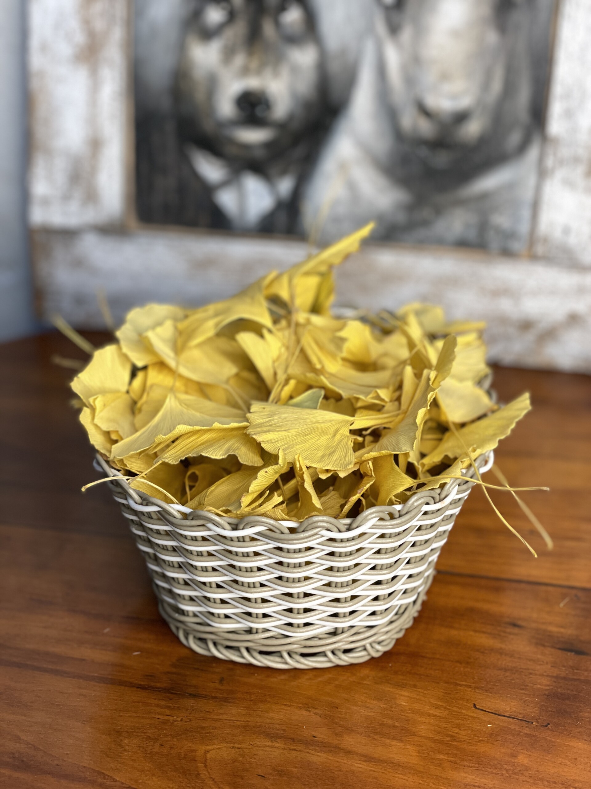 suszony miłorząb japoński